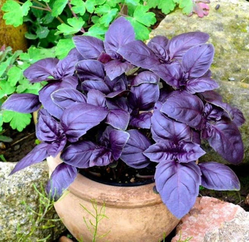 ONUS Purple Basil Organic Seeds Seed Price in India Buy ONUS