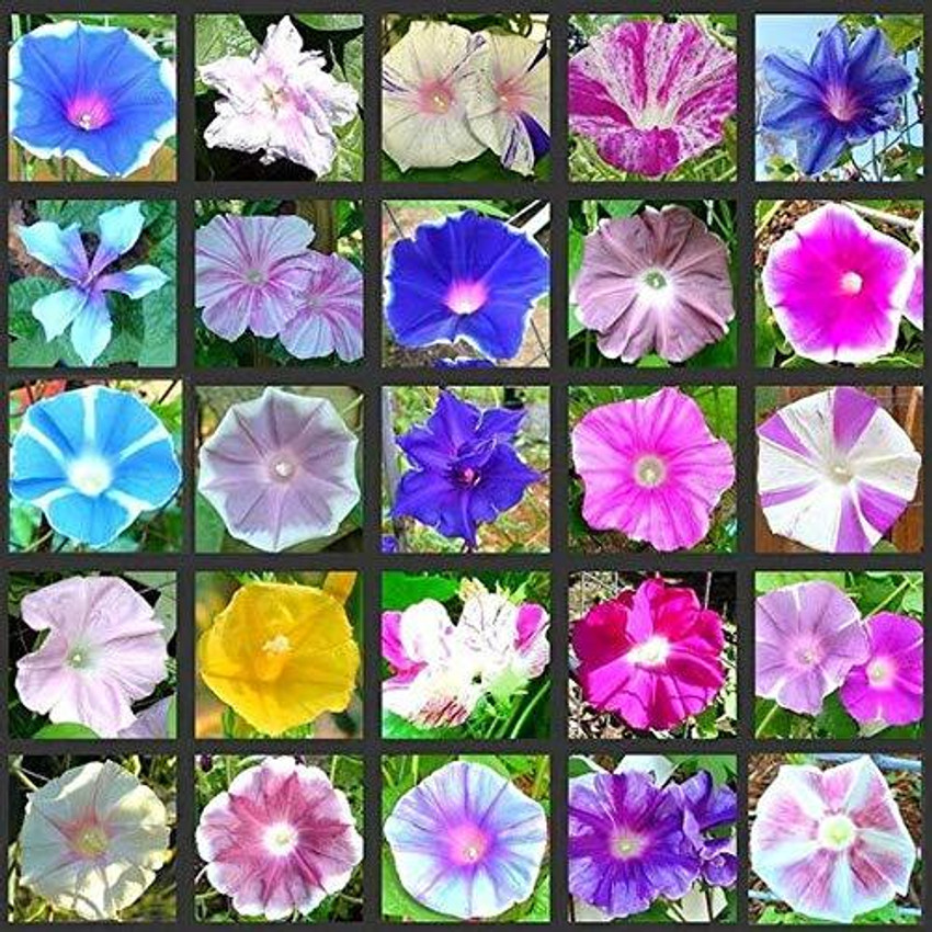 Japanese Morning Glory In Bloom 2 Stock Photo - Download Image Now - Foto 8