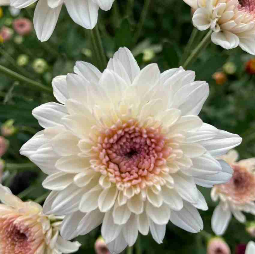 White store chrysanthemum flower