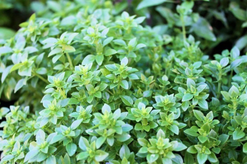 WILLVINE XLL 30 Boxwood Basil Seeds Seed Price in India Buy