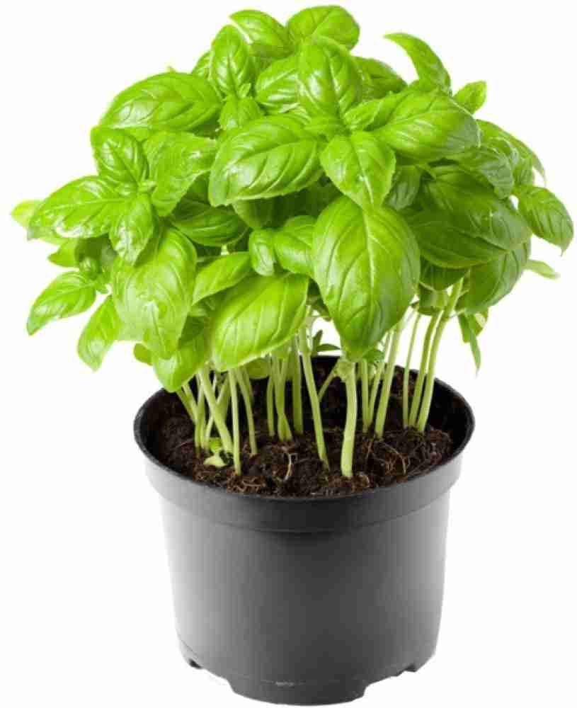 XEFRA Italian Basil Plant Seed Price in India Buy XEFRA Italian