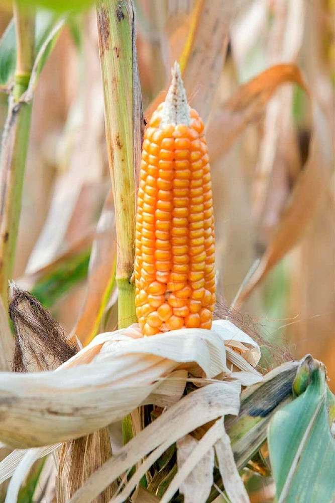 Growing shop popping corn