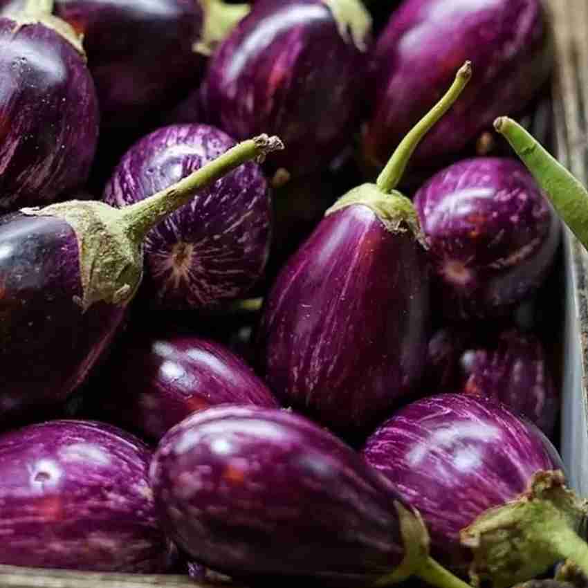 270 eggplant sale