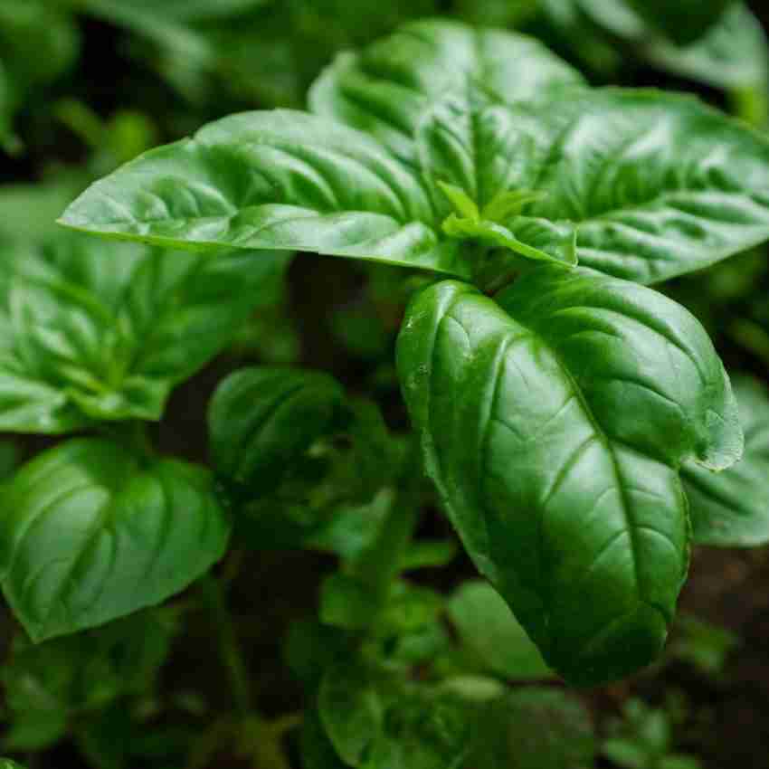 Beej Wala BASIL MARUA TULSI HERB MEDICINAL PLANT SEEDS Seed Price