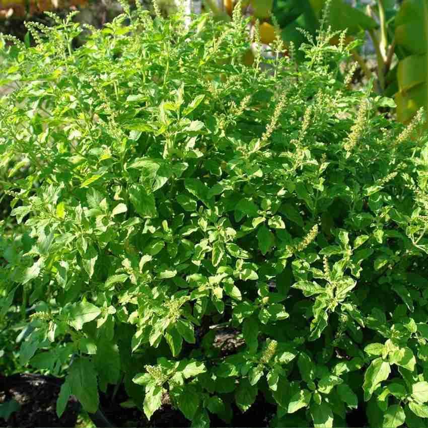 SUNWAN Kaprao Basil Rama Tulsi Ocimum sanctum Seed Price in