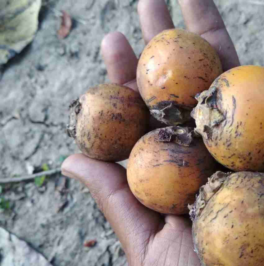 Apurba Agriculture KENDU, KENDU SEED, KEND FRUIT 1PACK Seed Price