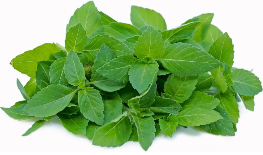 SUNWAN Organic Holy Basil Tulsi Plant Seed