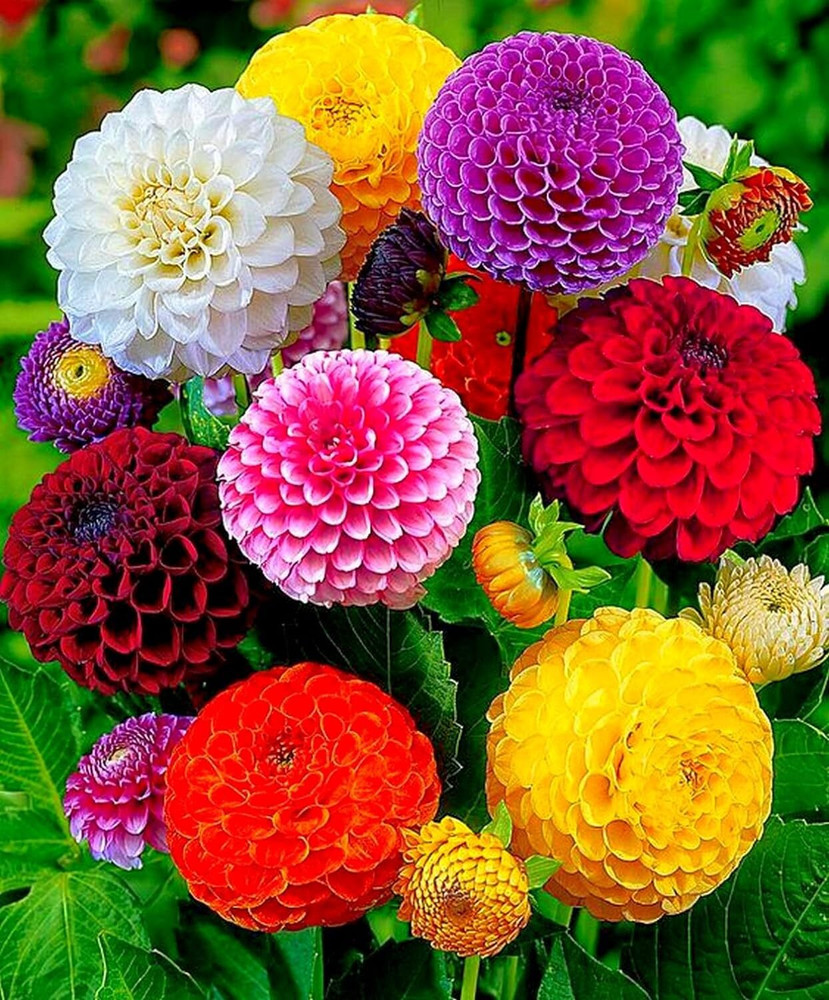 DIVINE EF Mixed Color and Hybrid Flower Seeds 0A639 Seed Price