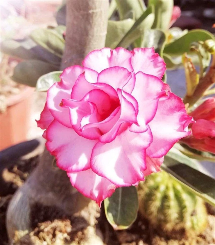 Desert Rose ‘Triple Star’ (Adenium hybrid)