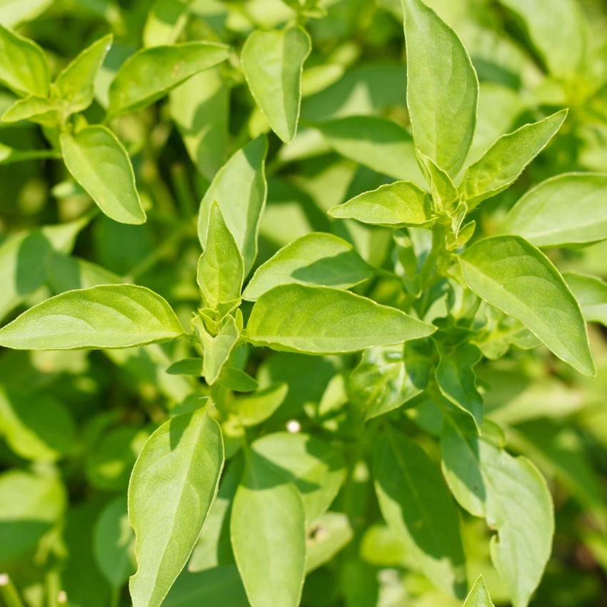 Biosnyg Lime Basil Herb Garden Seeds 500 Seeds Seed Price in