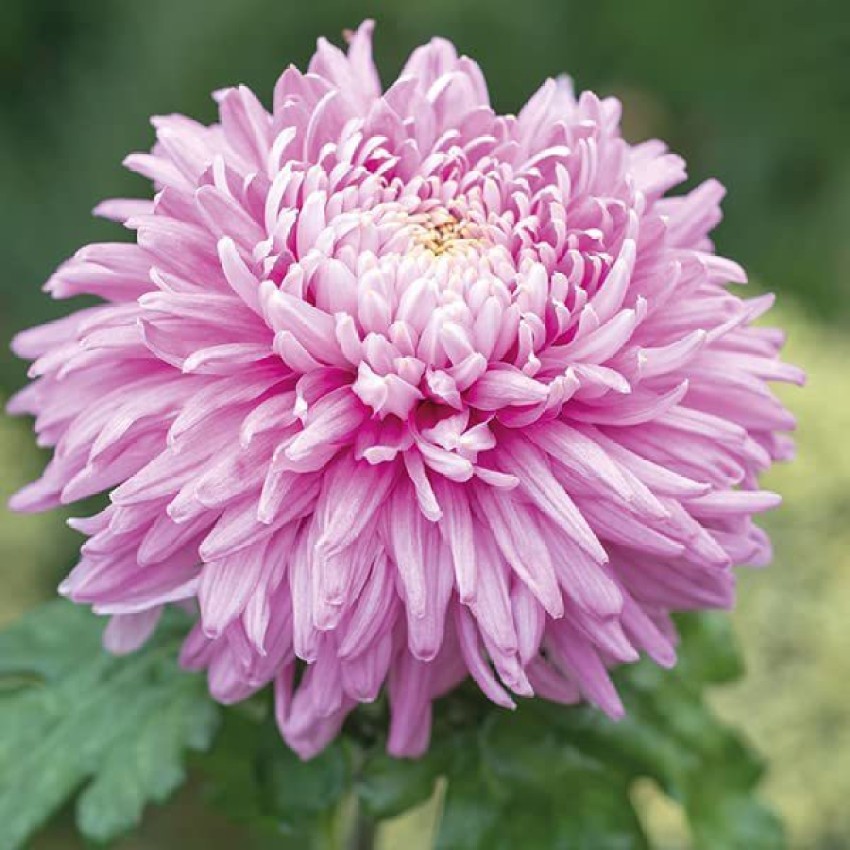 KANAYA Chrysanthemum Flower Seed Price in India - Buy KANAYA Chrysanthemum  Flower Seed online at