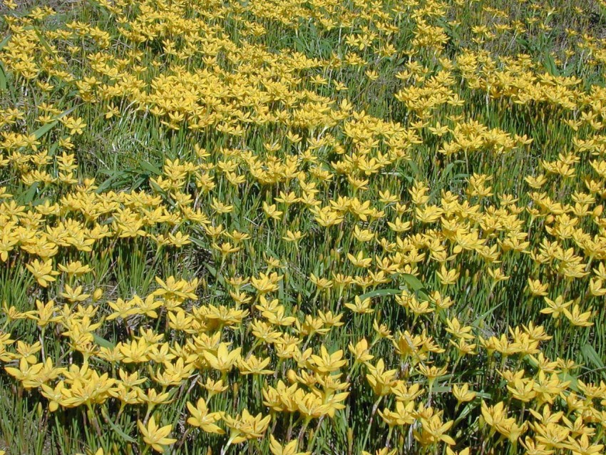 VibeX KGF -37 - Yellow Rain Lily - (180 Seeds) Seed Price in India 