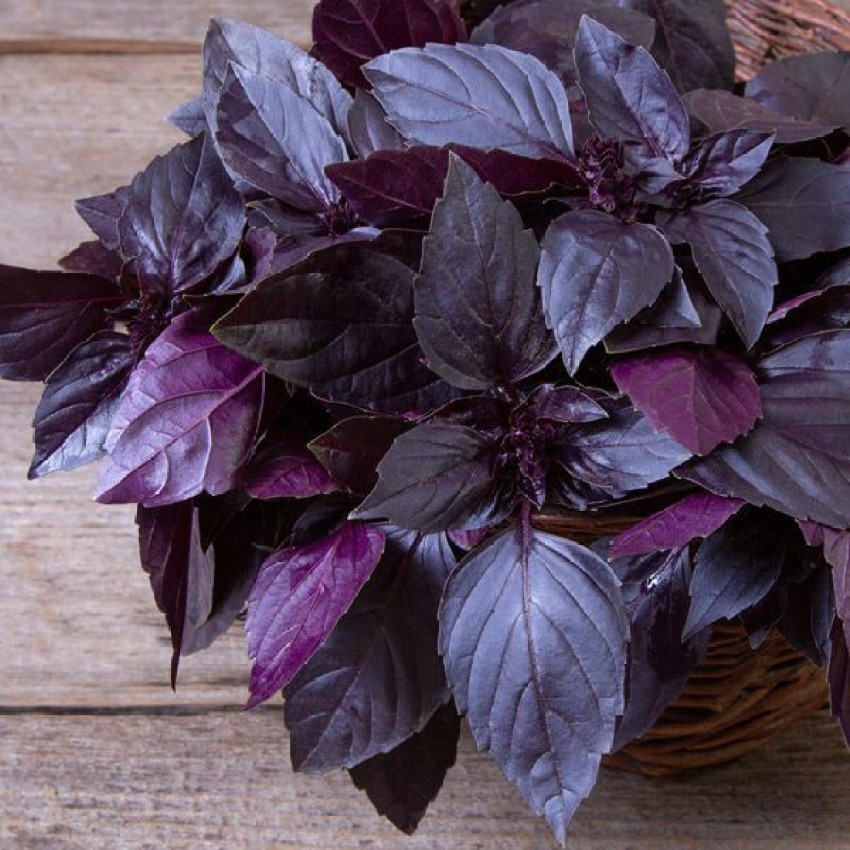 ONUS DEEP PURPLE BASIL Ocimum basilicum Seed Price in India