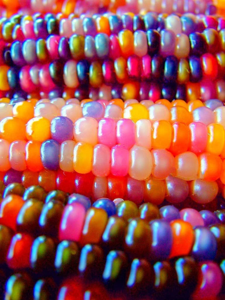 Rainbow corn price discount