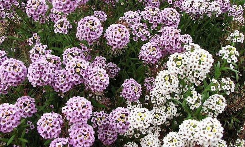Lobularia Maritima () Lobularia Maritima