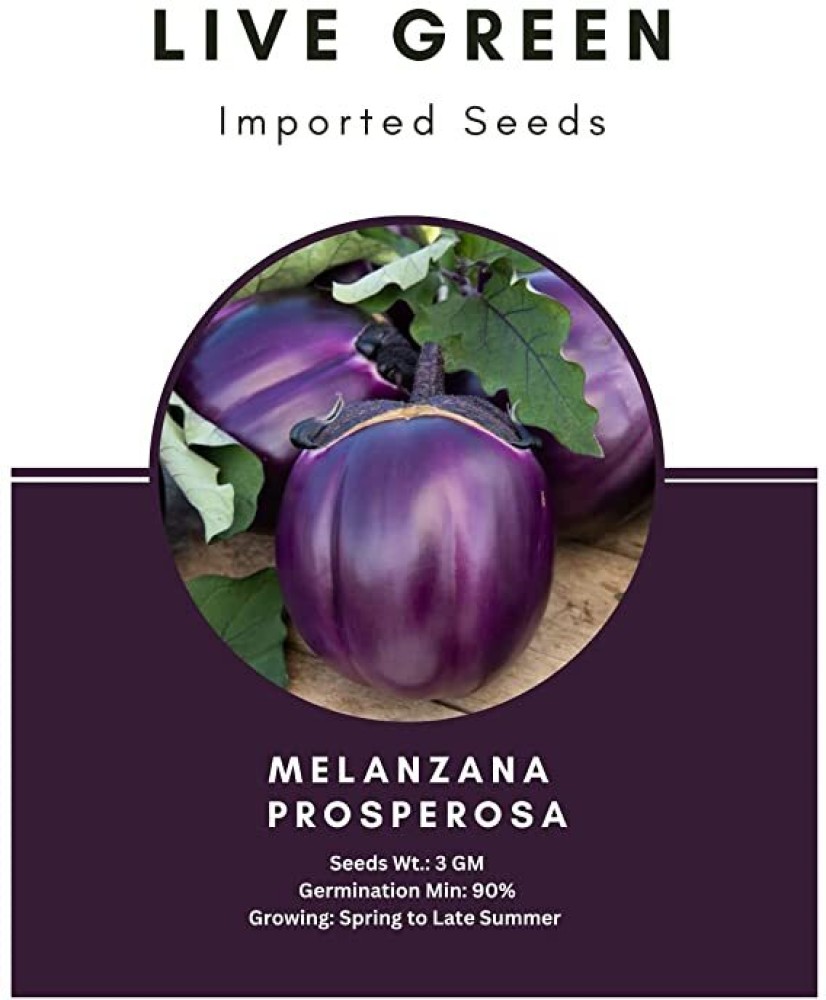 Udanta Live Green Imported Seeds - Melanzana Prosperosa Brinjal