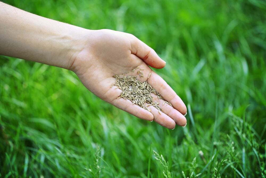 Lawn grass seeds sale