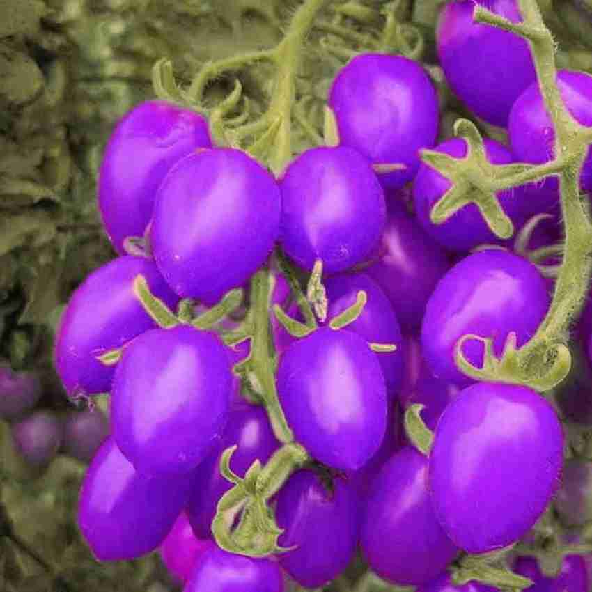 CYBEXIS Hardy Blue Tomato Seeds1000 Seeds Seed Price in India