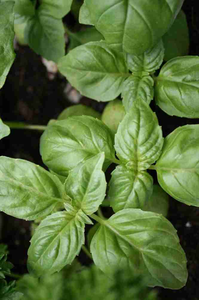 Biosnyg QAN 17 Sweet Basil 800 Seeds Seed Price in India Buy