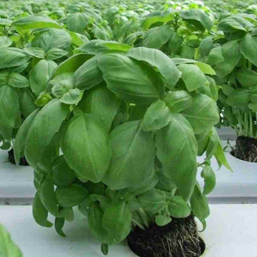 BASIL Italian Large Leaf Buy Online At Seeds Of Plenty 53 OFF