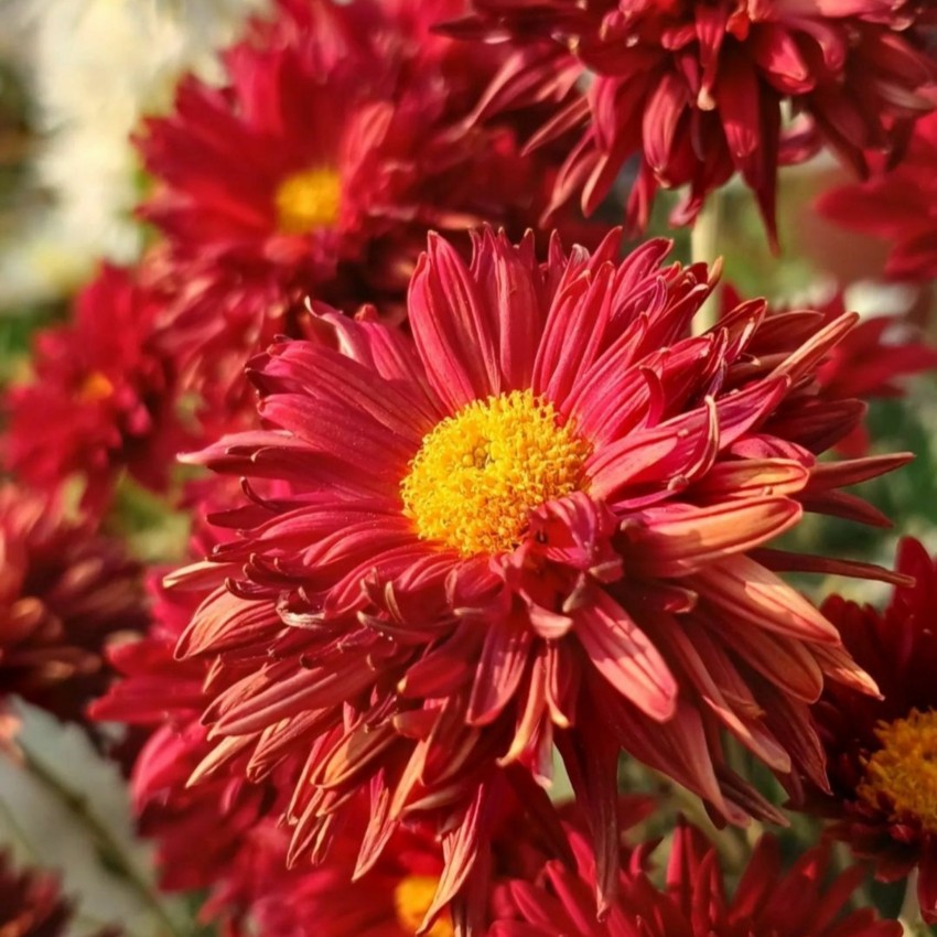 Poches Chrysanthemum (Mums, Chrysanths) Flower Seeds, High Germination  Seeds, Seed Price in India - Buy Poches Chrysanthemum (Mums, Chrysanths)  Flower Seeds, High Germination Seeds
