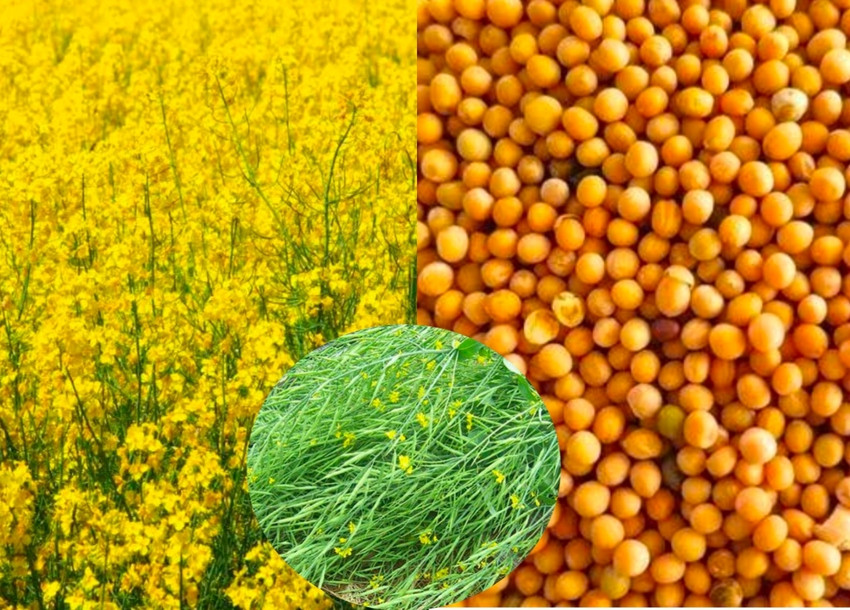 Hybrid Mustard