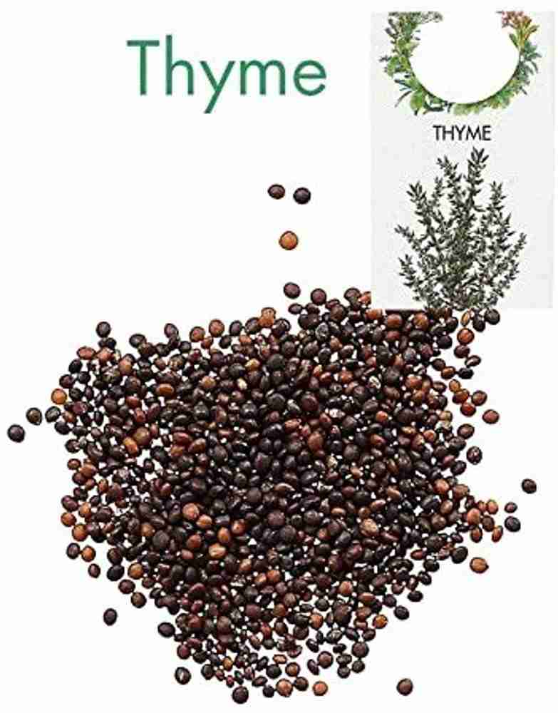 Herb seeds on sale