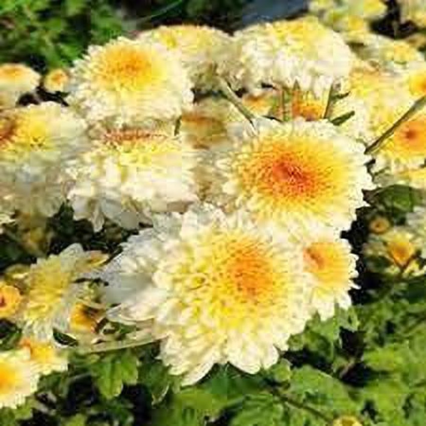 KANAYA Chrysanthemum Flower Seed Price in India - Buy KANAYA Chrysanthemum  Flower Seed online at