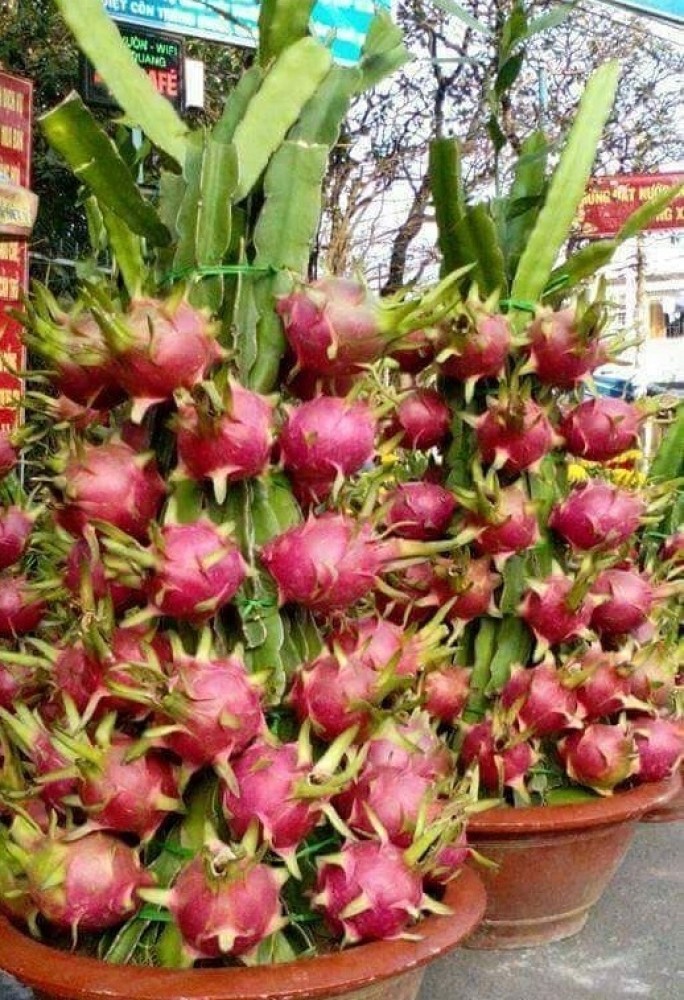 Seeds Shop  Pitaya Red Dragon fruit Seeds - Plant & Growing Guide