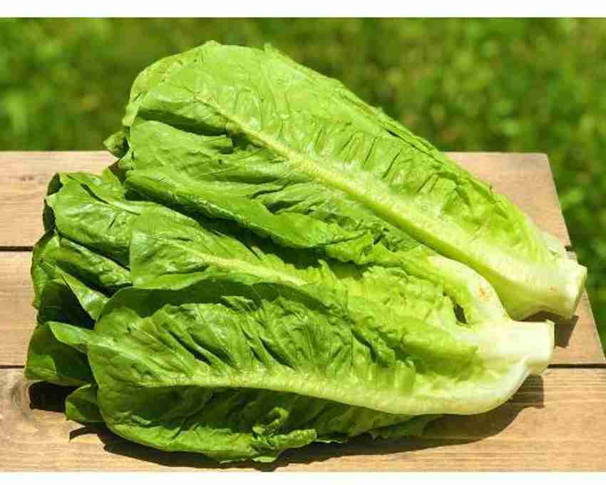 Romaine Lettuce