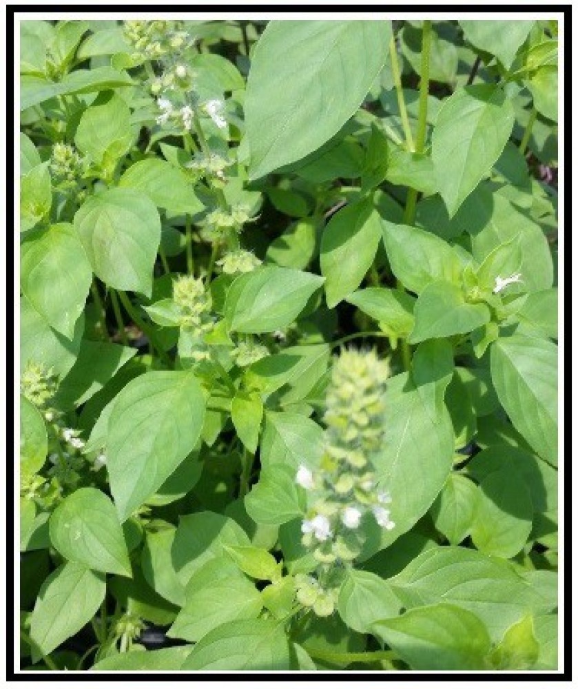 WILLVINE VXI 26 Lime Basil Herb Seeds Seed Price in India Buy