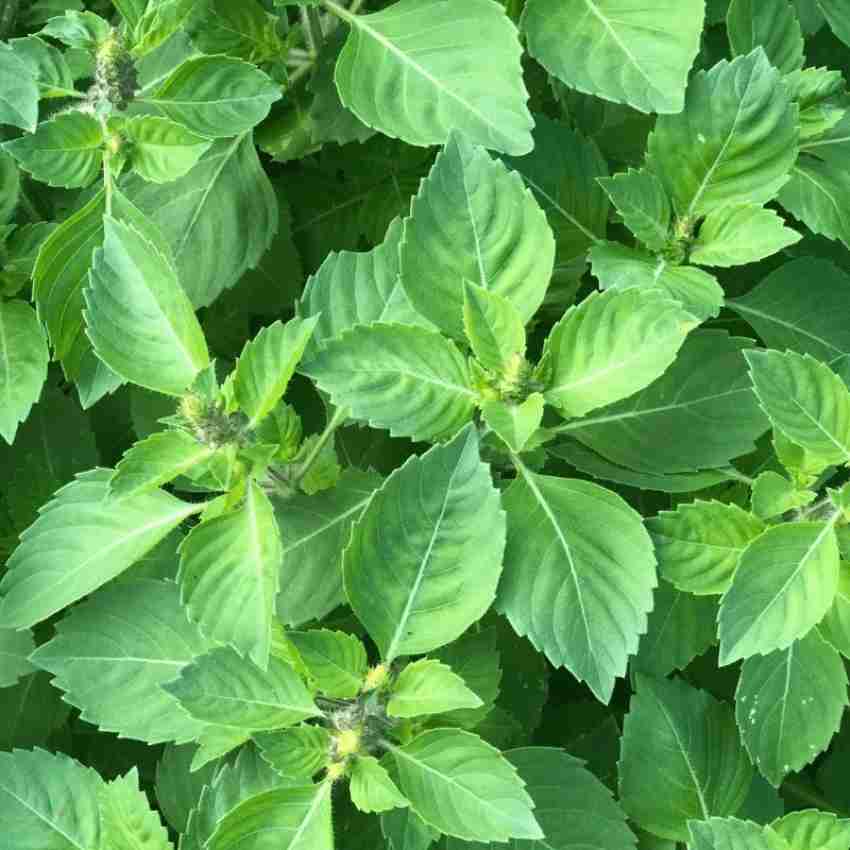 SUNWAN Organic Tulsi Holy Basil Rama Tulsi