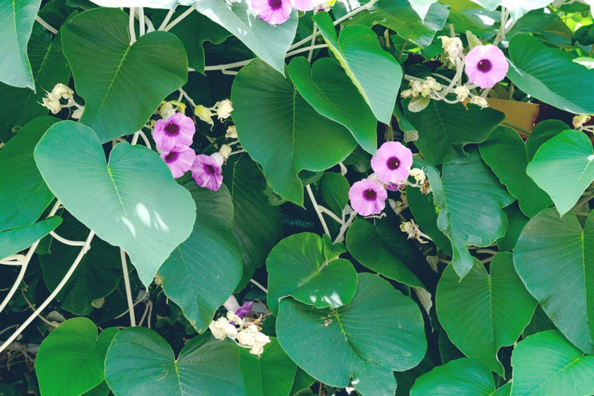 Pansaar - Elephant Creeper سمندر سوگھ Samandar Shokh (Hawaiian Baby  Woodrose) is a plant from the Convolvulaceae family it also knows as  Elephant Creeper, silky elephant glory, woolly morning glory. It is