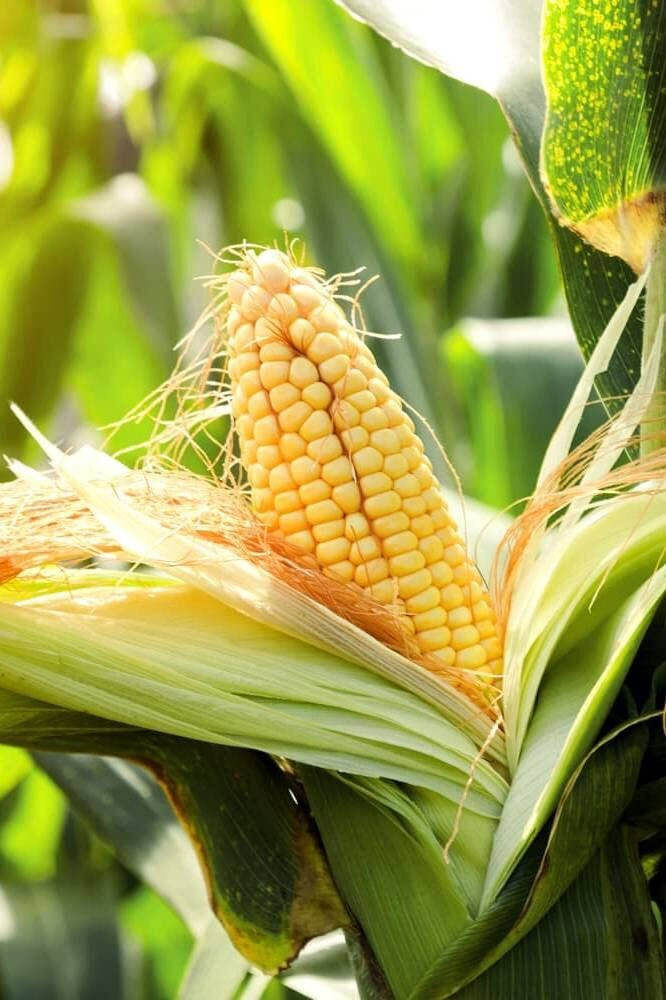 Share 131+ sweet corn bags esthdonghoadian