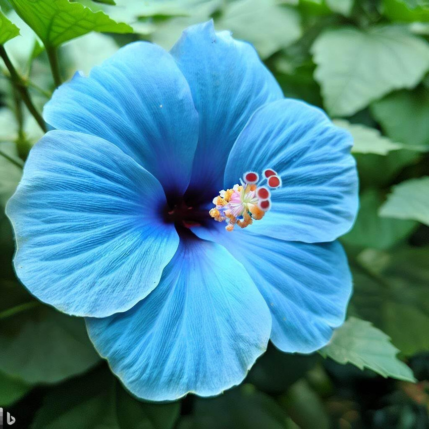 Blue hibiscus sales