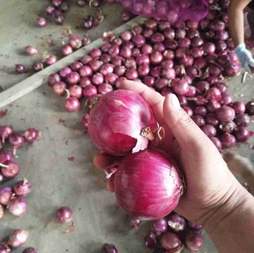 Pink Onion (Big) - (Pack of 100+ Seeds) - GardenHunt