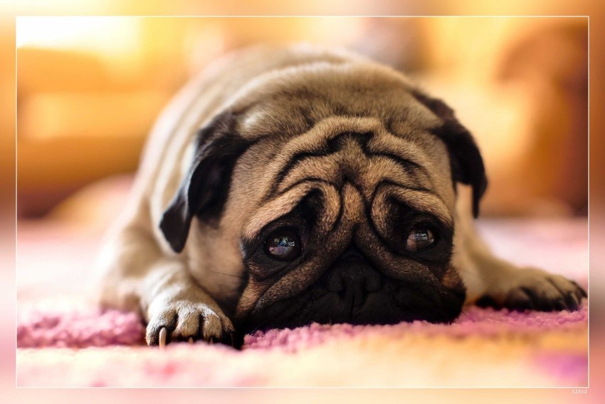 Pug Breed Information Care and Pictures  Betterpet