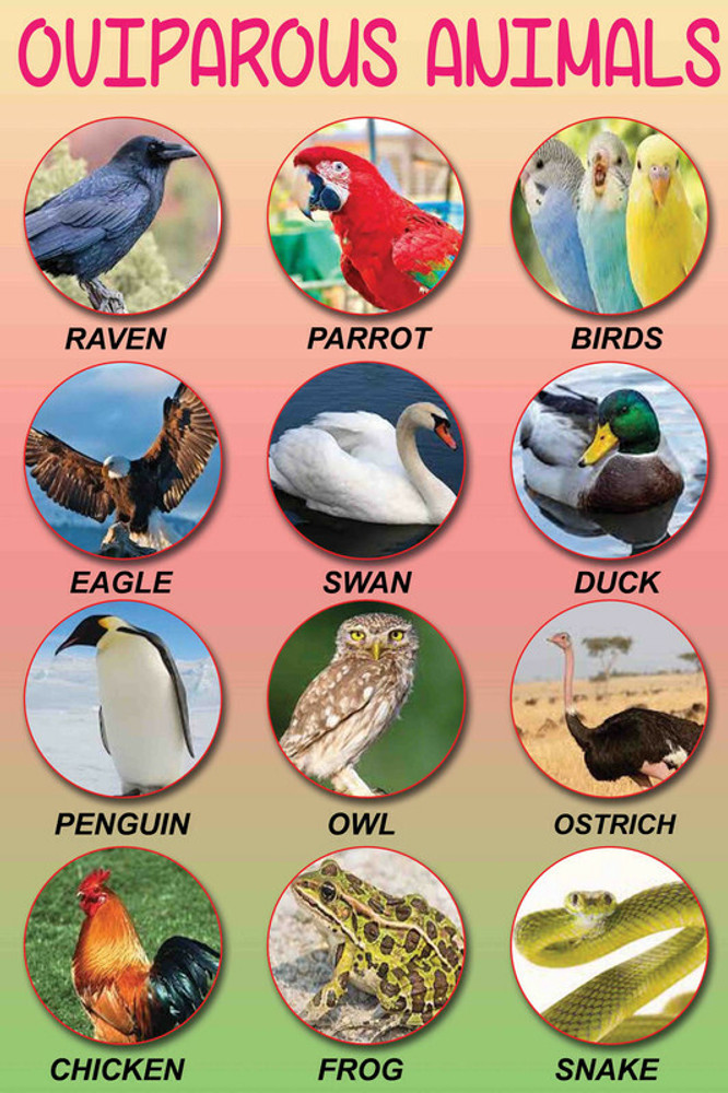 Oviparous Animals: List Of Popular Animals That Lay Eggs, 42% OFF
