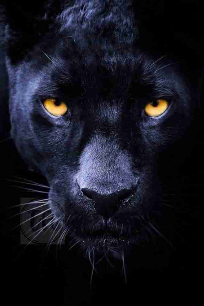 Wild Animal Black Panther Poster, Panther Posters for Room, Unframed