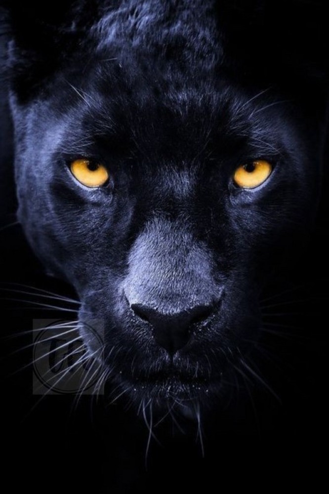 animal black panthers