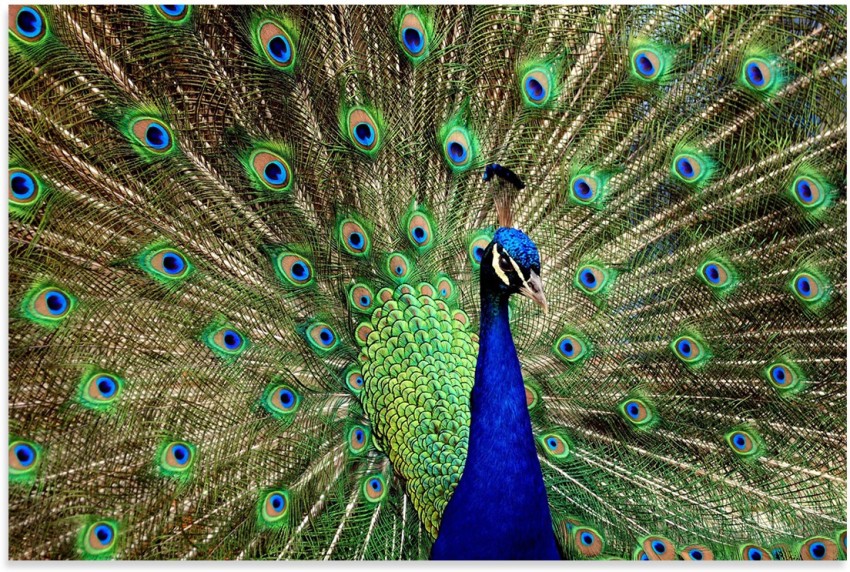 Download Peacock wallpapers for mobile phone free Peacock HD pictures