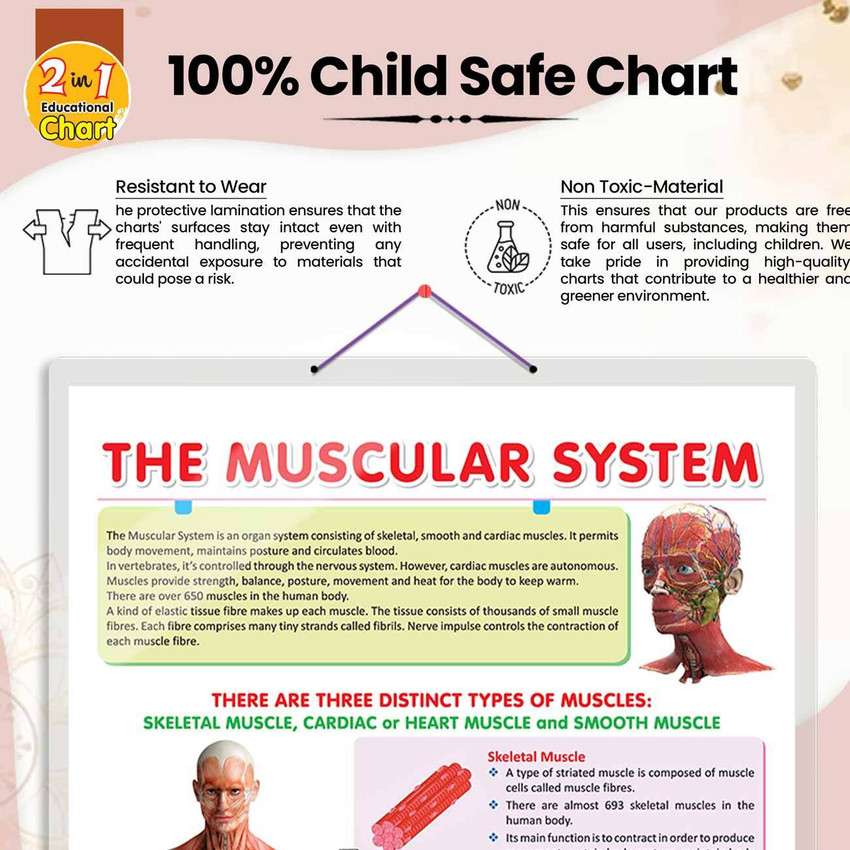the-muscular-system-chart-the-strength-of-muscles-educational-muscular-system-charts-paper-print-children-posters-in-india-buy-art-film-design-movie-music-nature-and-educational-paintings-wallpapers-at