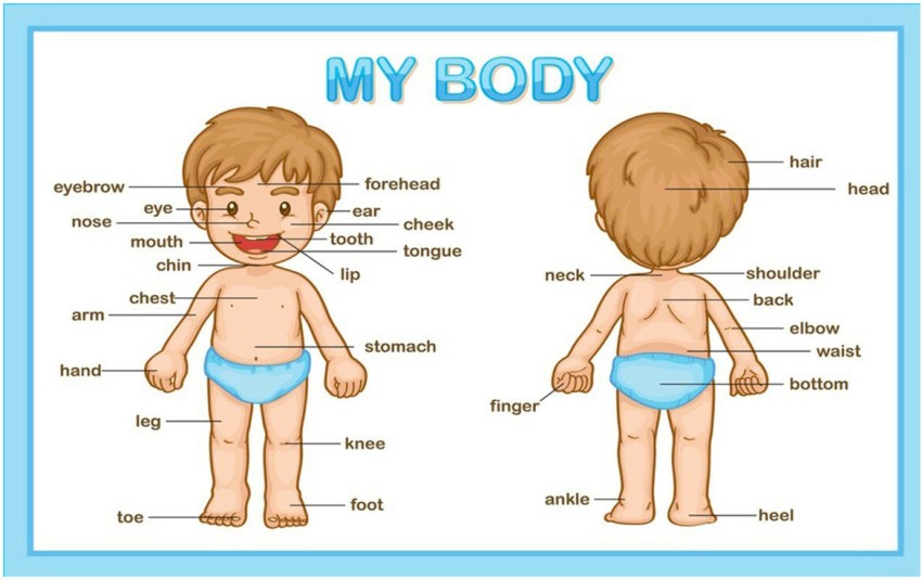 Human Body Part Name Chart Poster with Gloss Lamination Paper Print -  Children, Educational posters in India - Buy art, film, design, movie,  music, nature and educational paintings/wallpapers at