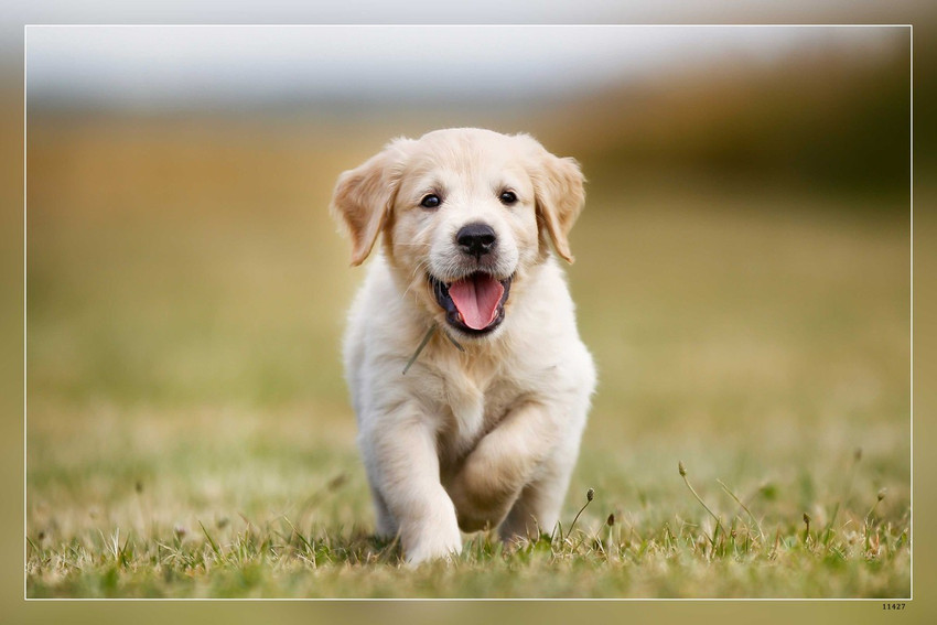 Dog golden retriever best sale puppy