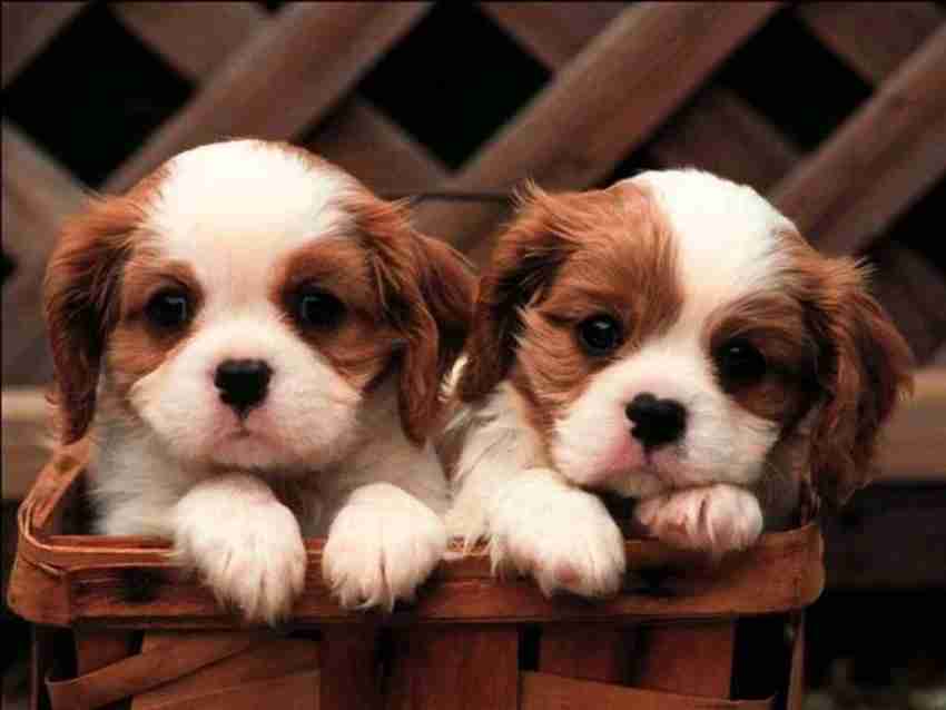 HD Cute Puppy Wall Poster For Home Decoration HD Cute Dog Wall