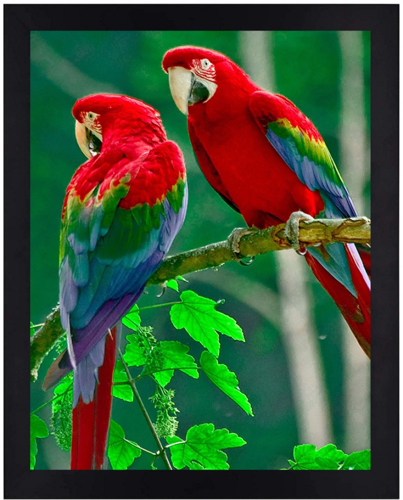 https://rukminim2.flixcart.com/image/850/1000/xif0q/poster/d/n/3/small-na-parrot-bird-wildlife-wall-poster-adad1433422-interio-original-imagz3xfh73xjmgg.jpeg?q=90&crop=false