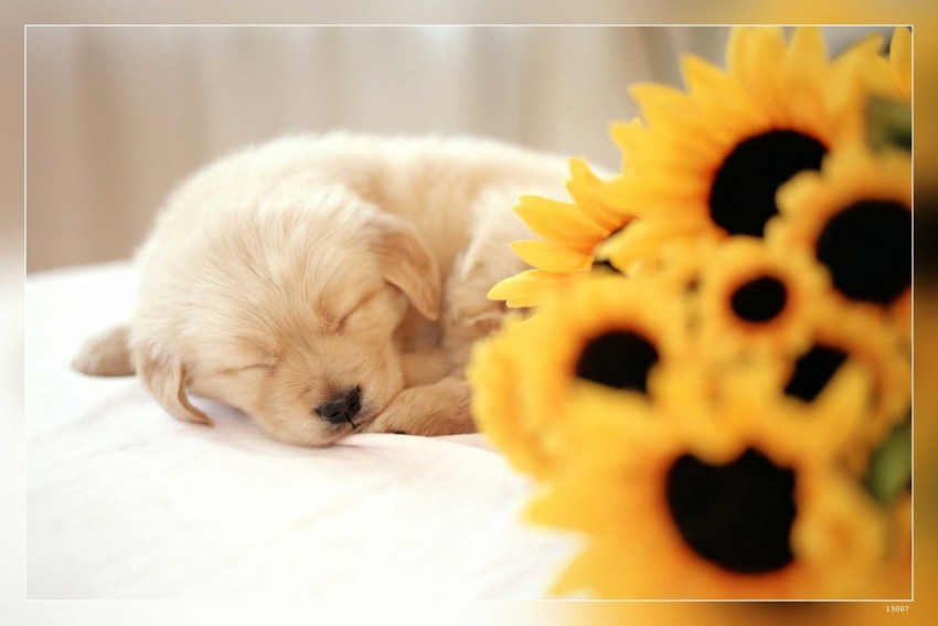 Cute Golden Retriever Puppy print by Katho Menden