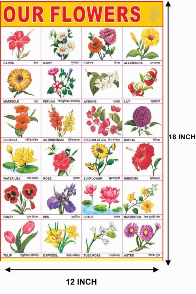 Flowers Name Chart Poster With Gloss