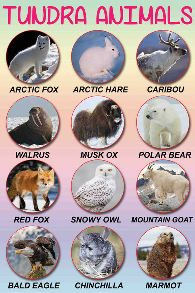 tundra animals names