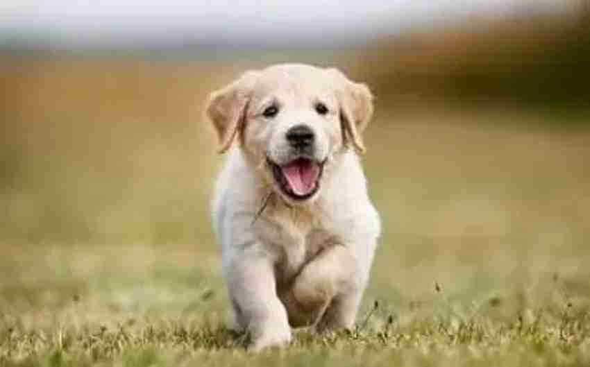 Golden retriever junior 2025